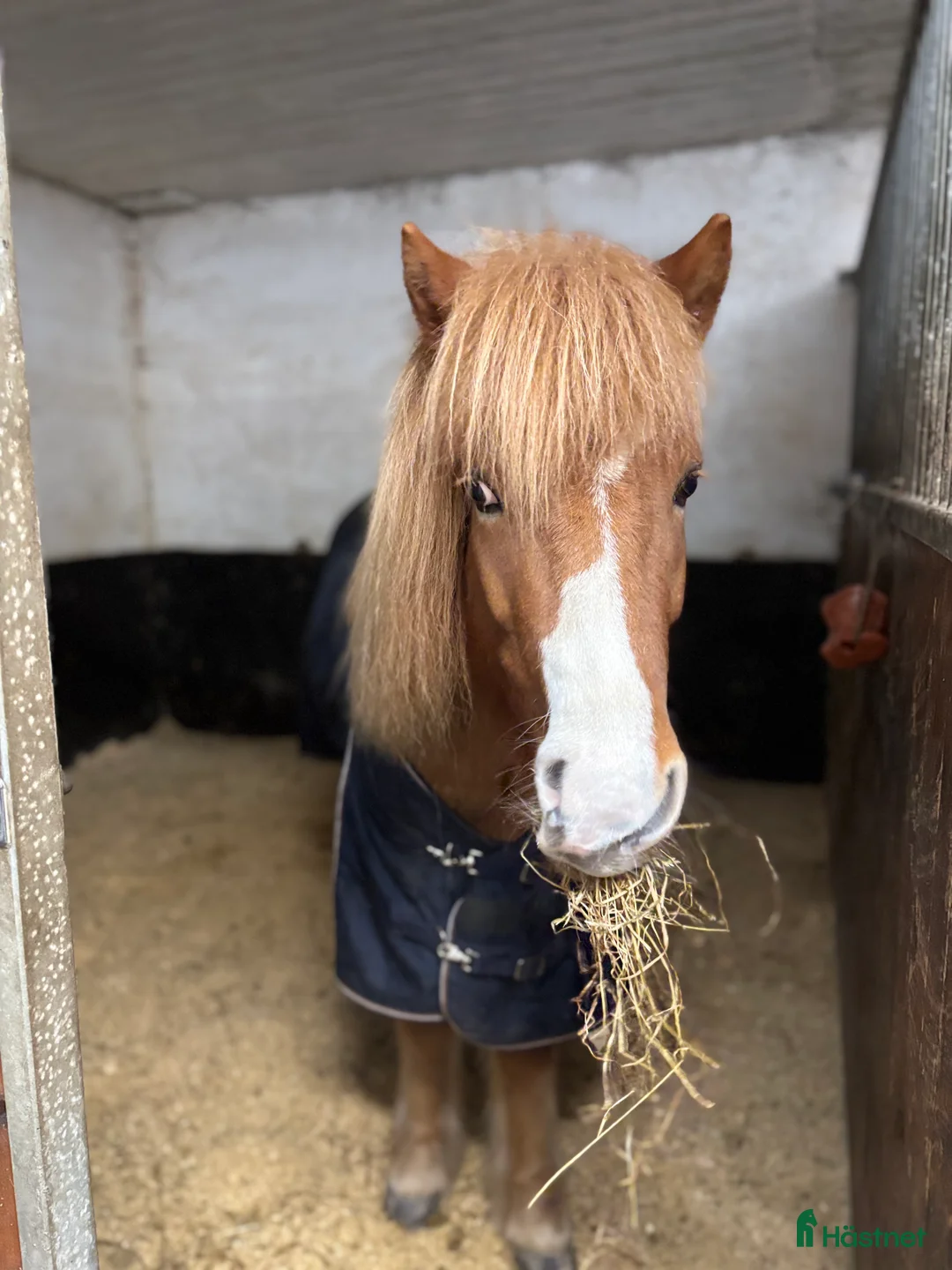 Island hästar till salu: En toppen häst för rätt person  - Annons 4
