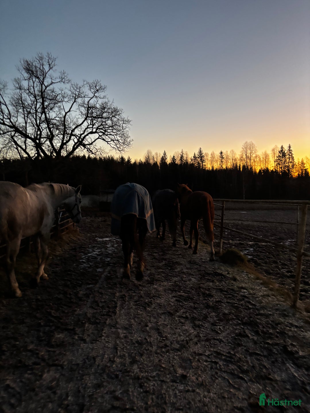 Galleribild {{count}}