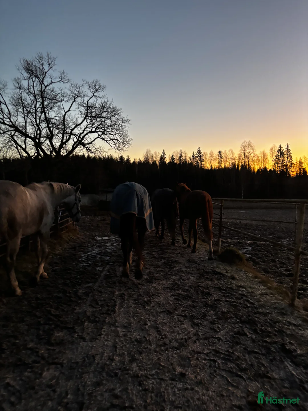 Galleribild {{count}}