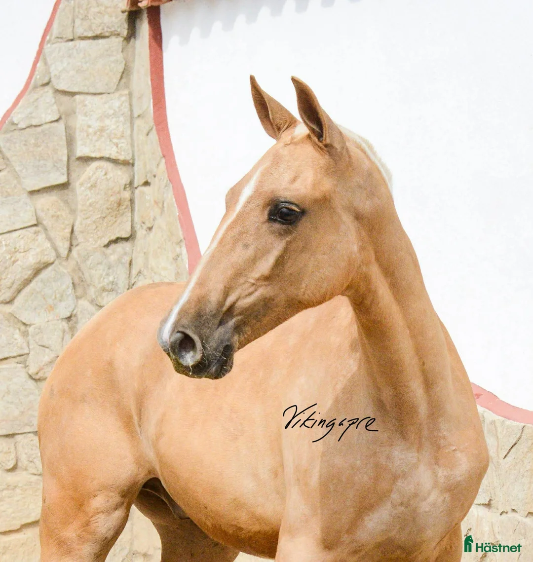 Allround hästar till salu: Palomino PRE unhingst i Guadarrama - Annons 2