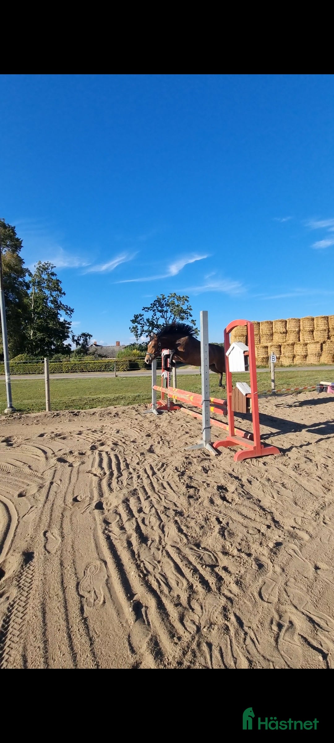 Allround hästar till salu: Framtids ponny för sporten  i Hörby - Annons 5