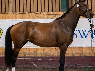 hästar Multitalang! i Södra Sandby - Annons 3