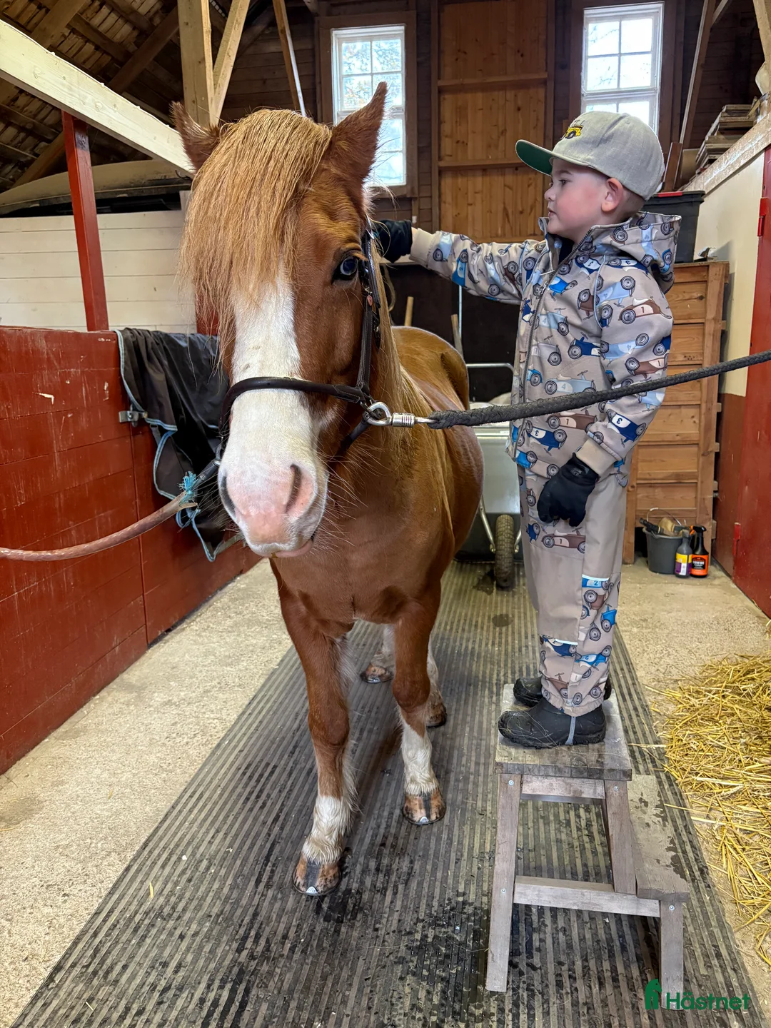 Island hästar till salu: Iða Vom Donnerhall  - Annons 2