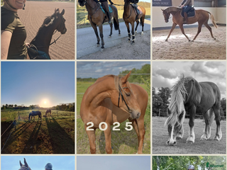 hästservice Inridning och utbildning i Simlångsdalen - Annons 13