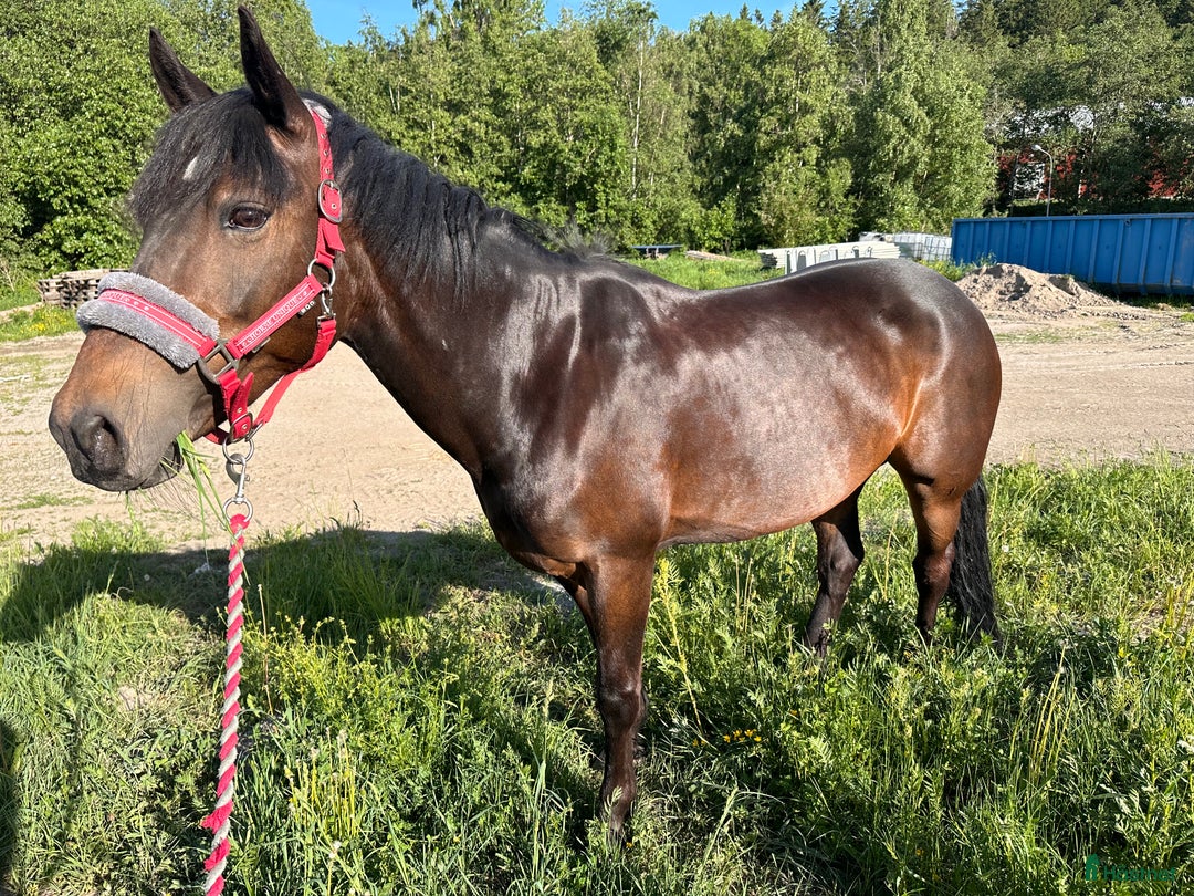 Allround hästar till salu: Fantastisk trygg bästa vän.  i Sundsbruk - Annons 5