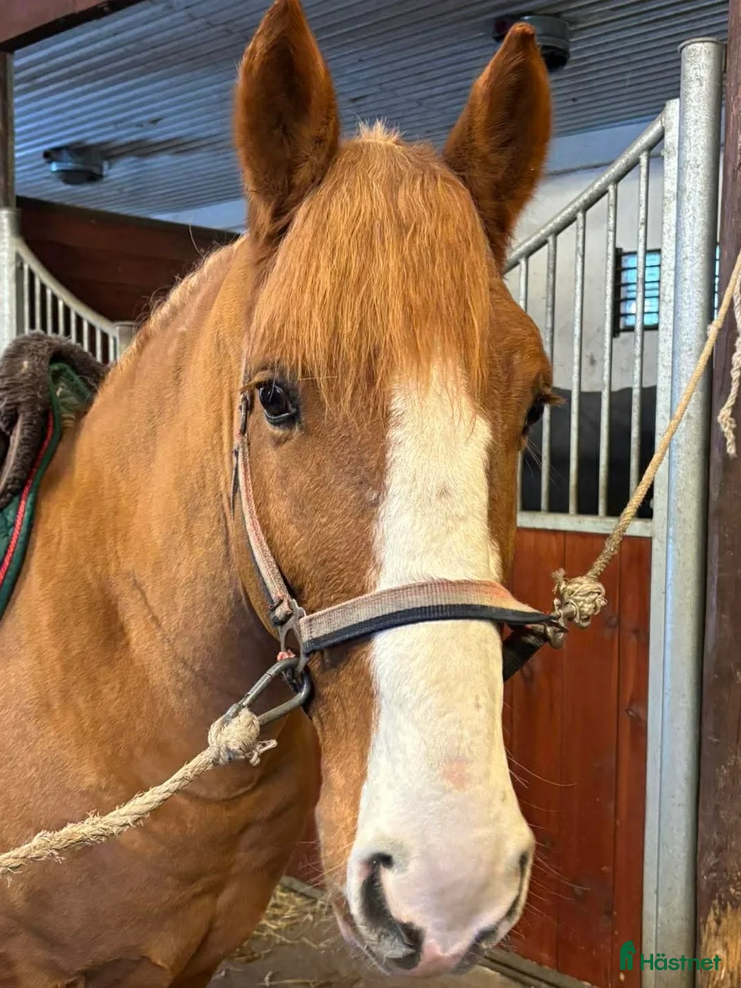 Allround hästar till salu: Lugn häst ”alla” kan rida i Norrköping - Annons 1