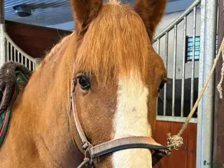 hästar Lugn häst ”alla” kan rida i Norrköping - Annons 13