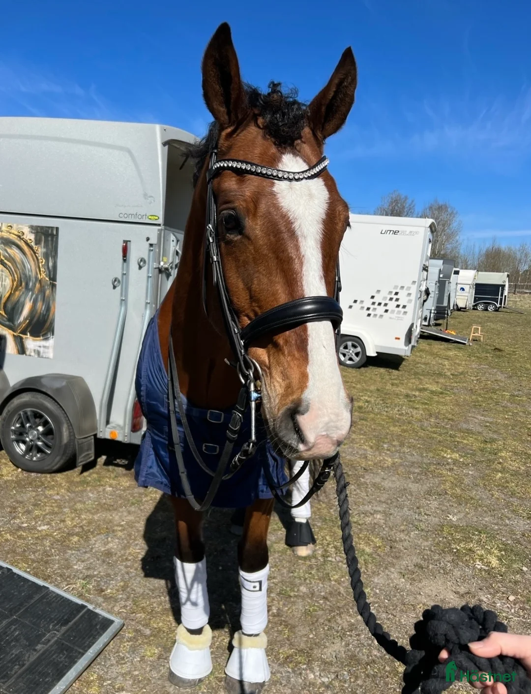 Dressyr hästar till salu: Reserverad! Snäll och okomplicerad läromästare - Annons 3