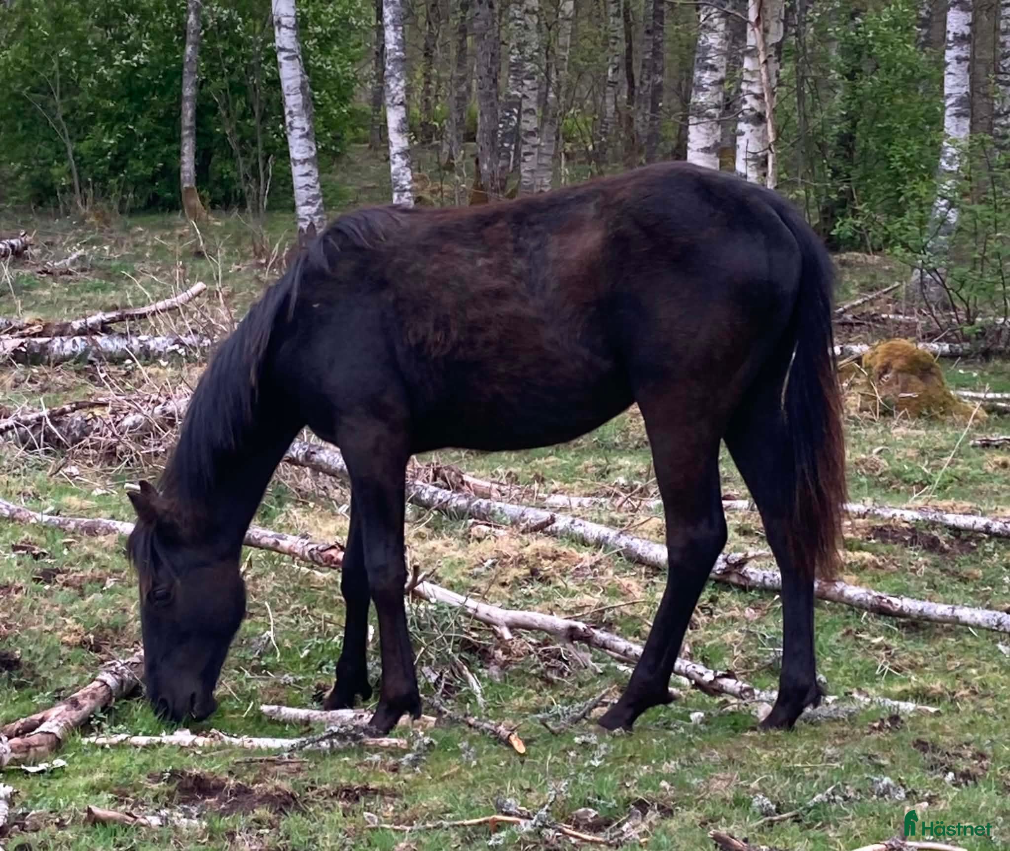  hästar Underbar lugn kille  - Annons 2