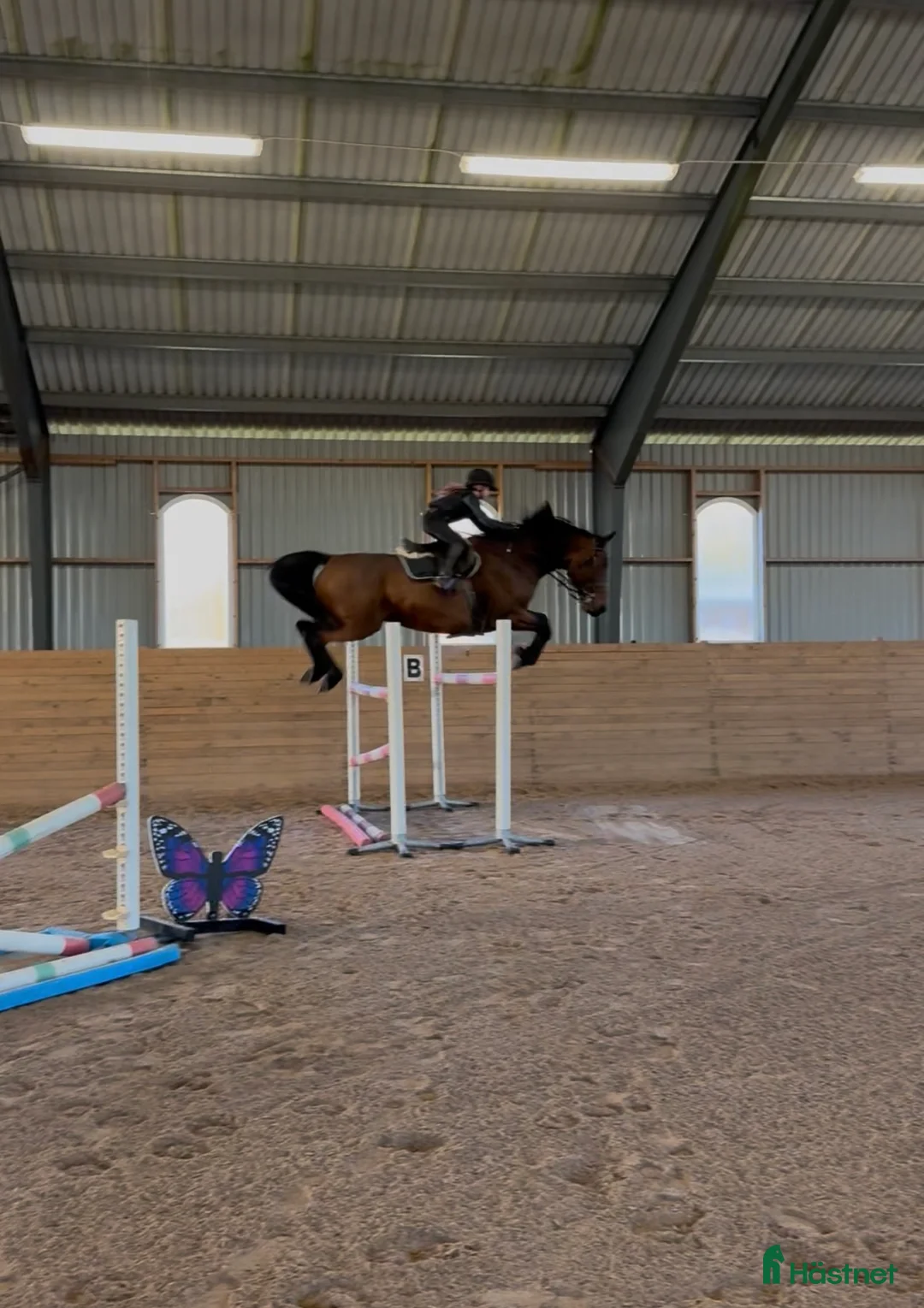 Hoppning hästar till salu: Fantastisk trevlig hoppvalack, ny film igen! - Annons 8