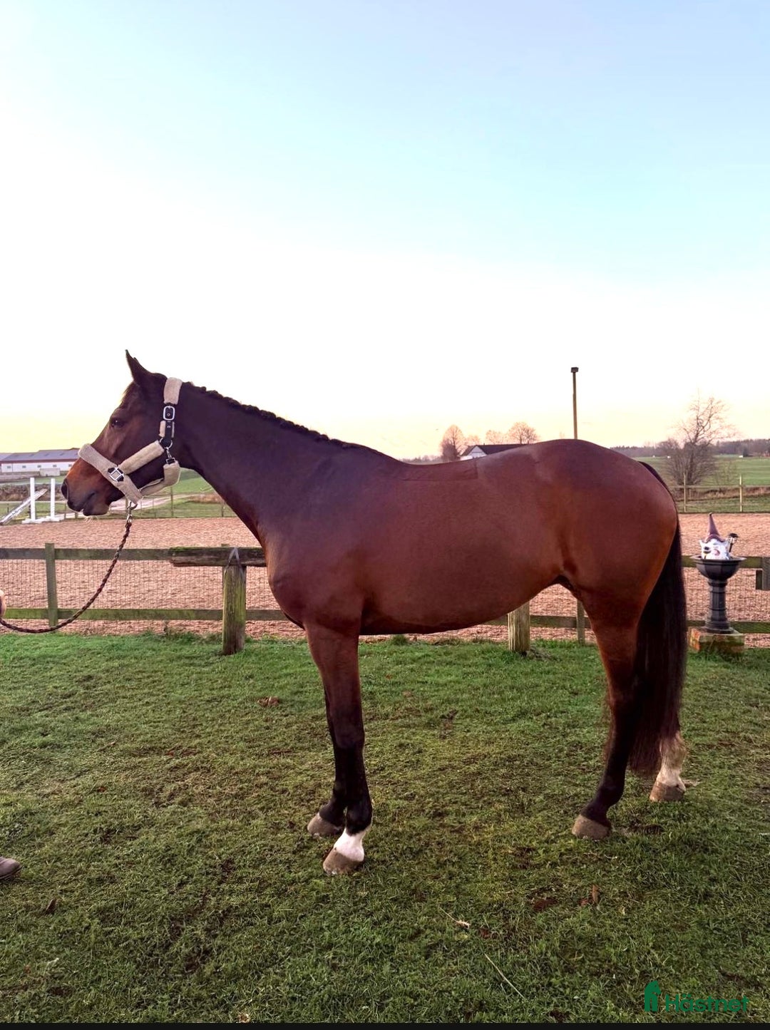 Allround hästar till salu: ⭐️ELEGANT STO MED HJÄRTA OCH KAPACITET⭐️ i Lövestad - Annons 2