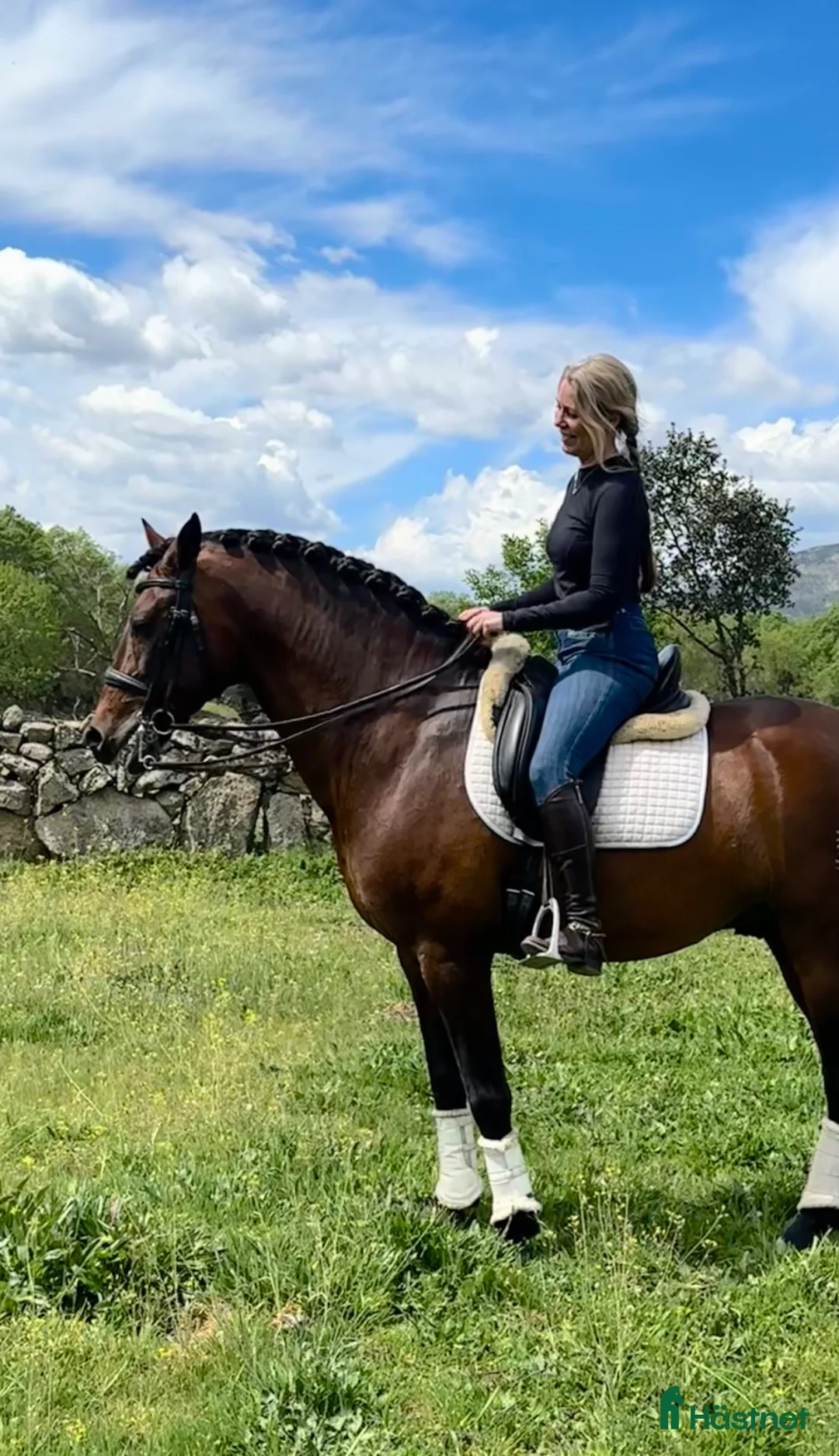 Dressyr hästar till salu: Välutbildad elitstammad PRE hingst i Guadarrama - Annons 9