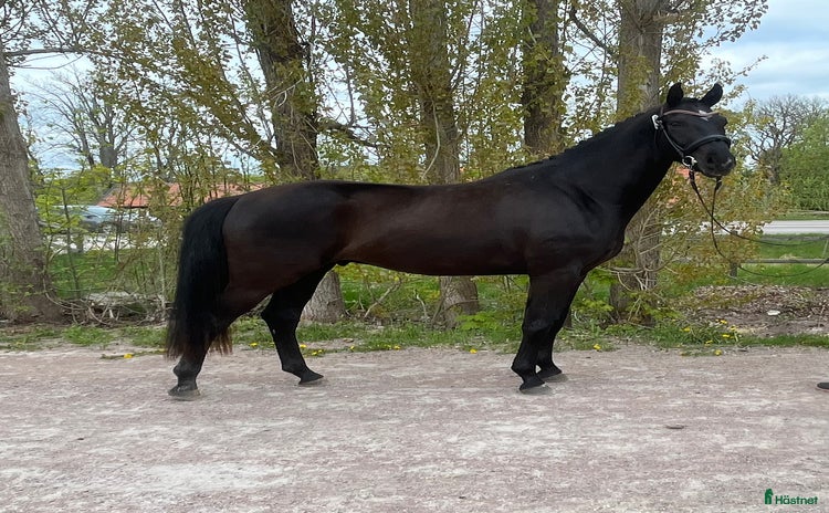  hästar i Tobo - Annons 9