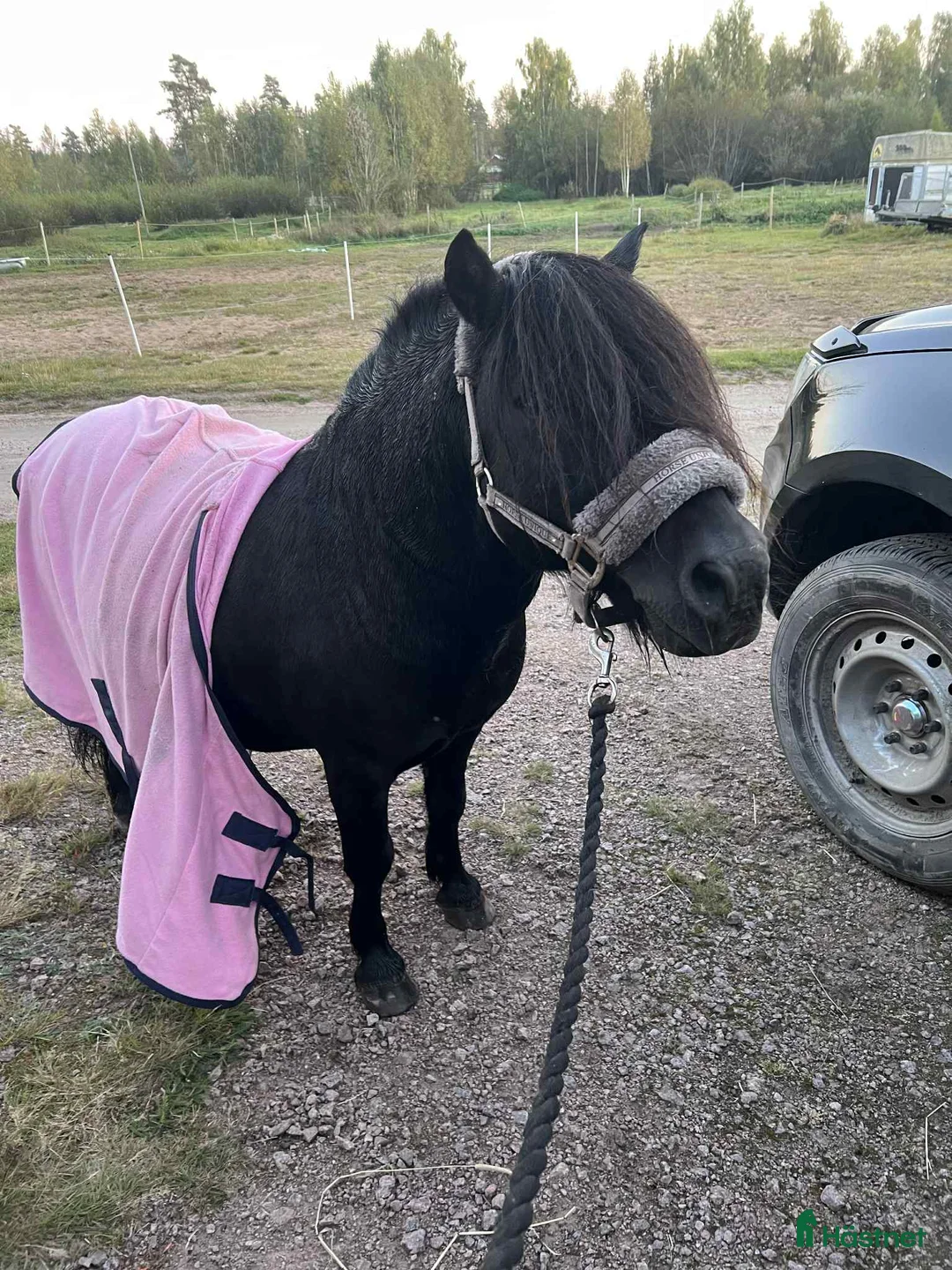 Övrigt hästar till salu: Underbar shettis  - Annons 8
