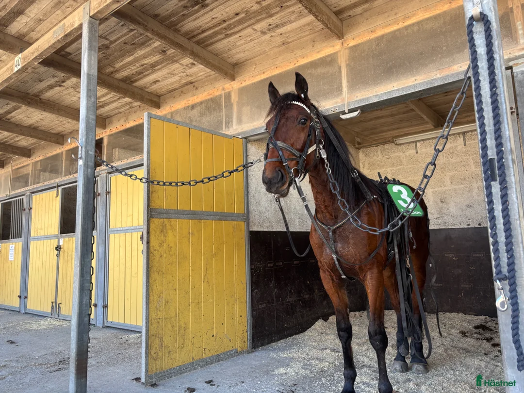 Trav hästar till salu: Fin 3: åring  - Annons 2