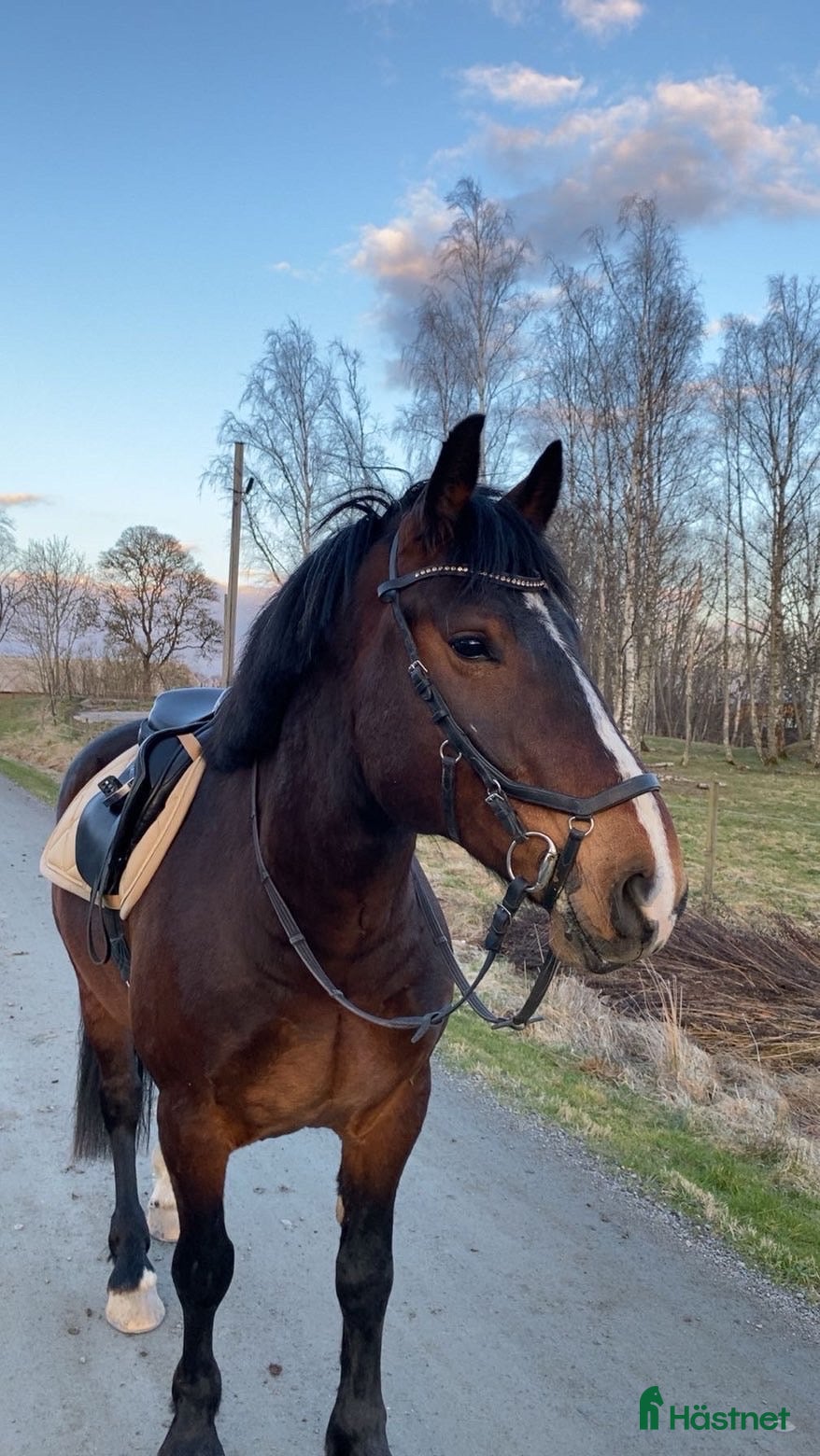  hästar Social och arbetsvillig kille - Annons 1