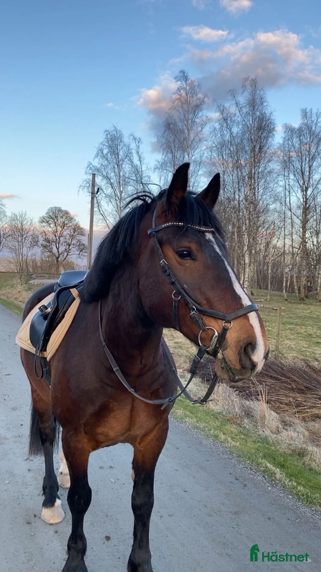 Allround hästar till salu: Social och arbetsvillig kille - Annons 1