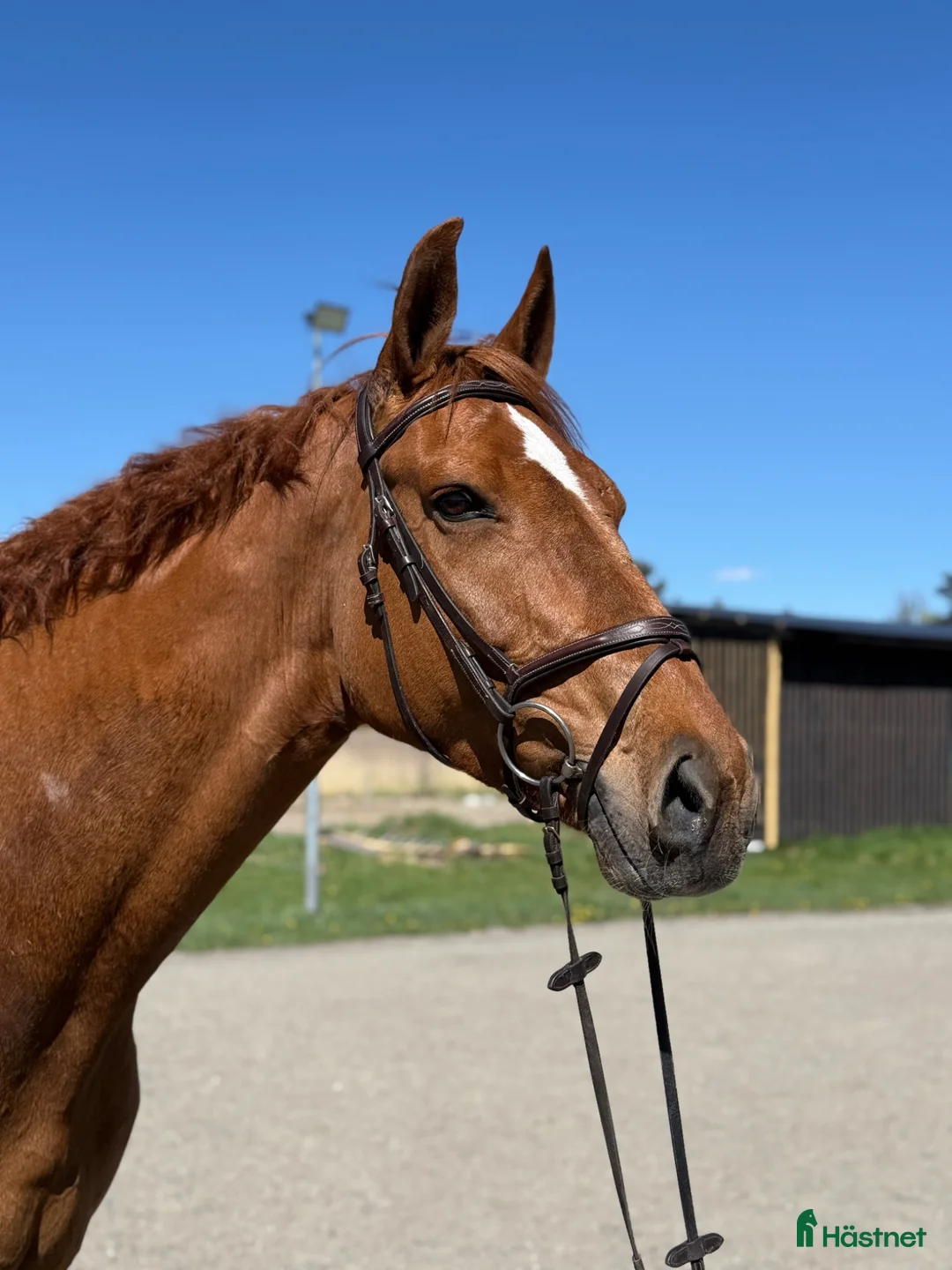 Allround hästar till salu: Trevlig valack 8 år för allround/verksamhet  - Annons 1