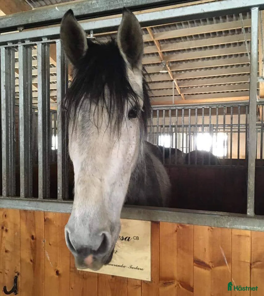  medryttarhäst finnes: Söker vuxen medryttare till PRE i Svenshögen - Annons 1