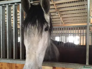 medryttarhäst finnes: Söker vuxen medryttare till PRE i Svenshögen - Annons 4