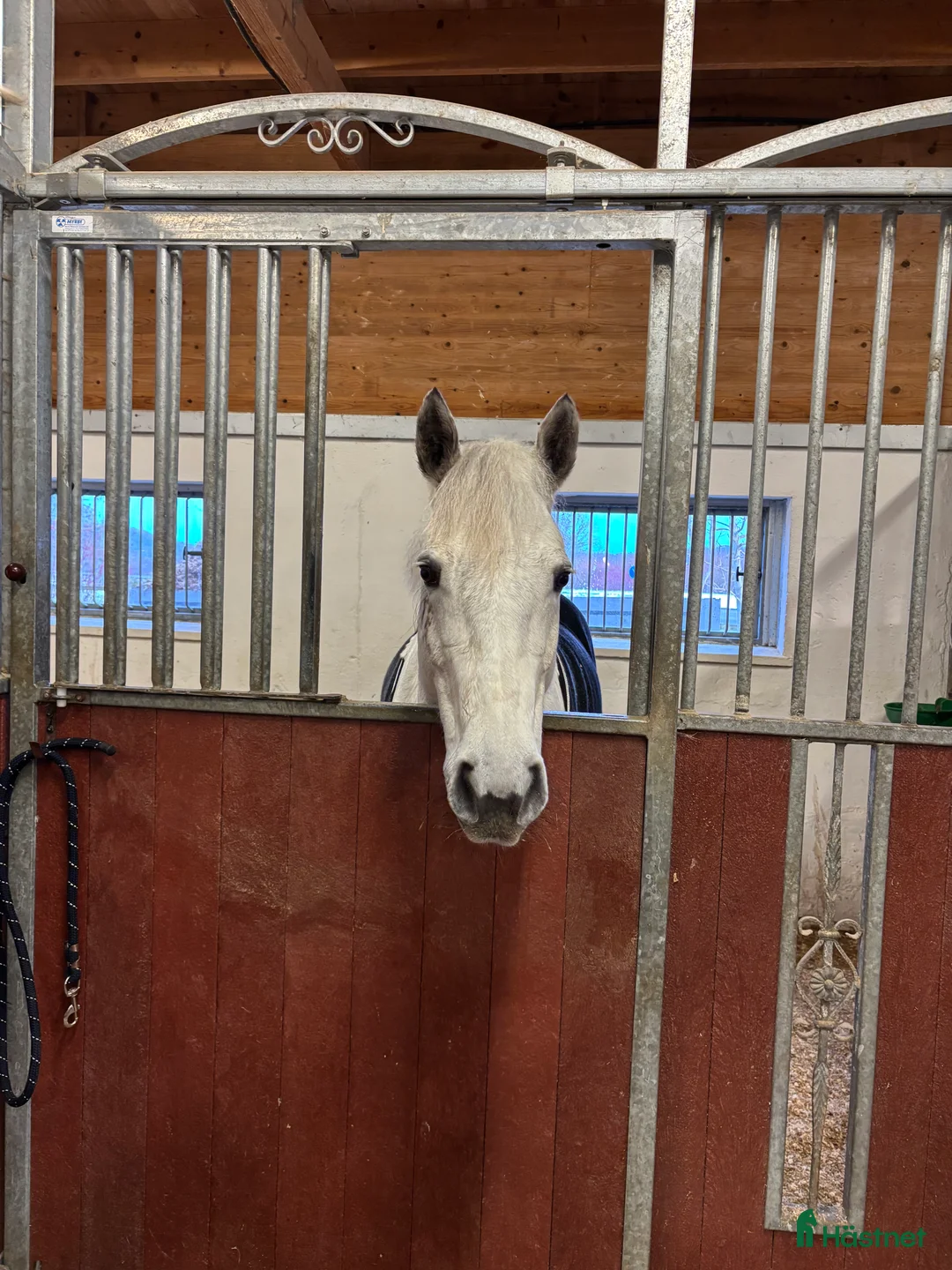 Hoppning hästar till salu: Connemara sto, maxad D ponny i Kungsbacka - Annons 4