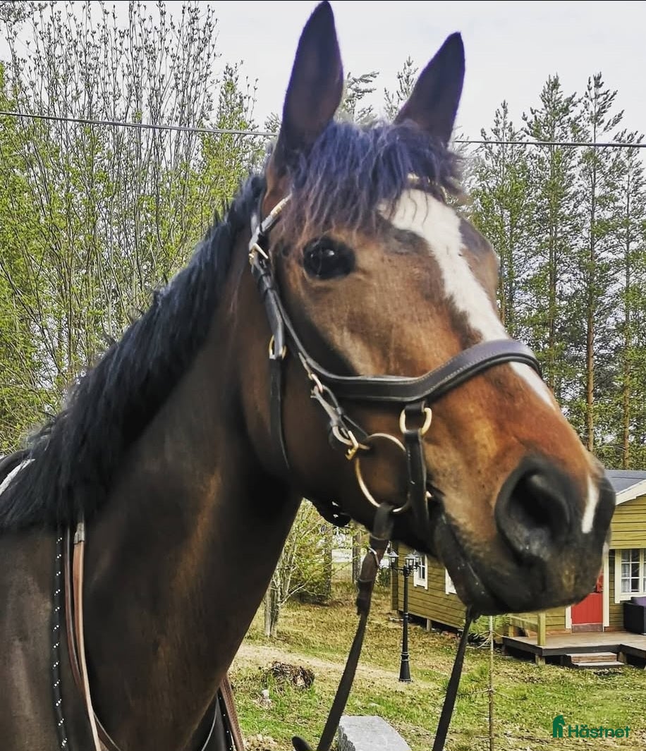  hästar Vackert Fullblodssto  - Annons 9