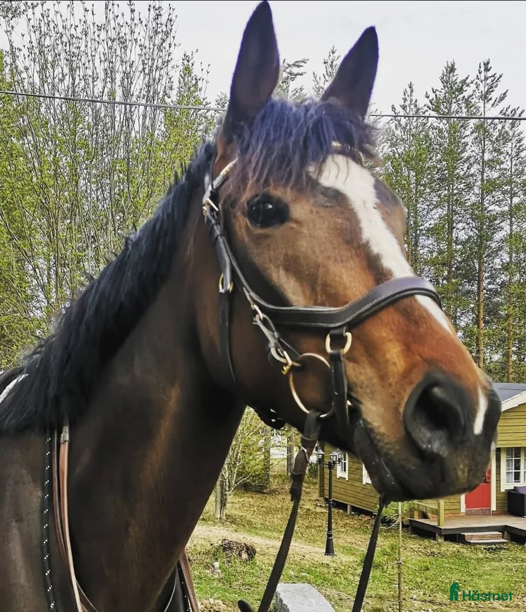 Övrigt hästar till salu: Vackert Fullblodssto  - Annons 1