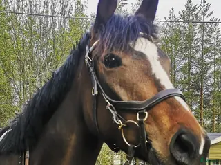 hästar Vackert Fullblodssto - Annons 9