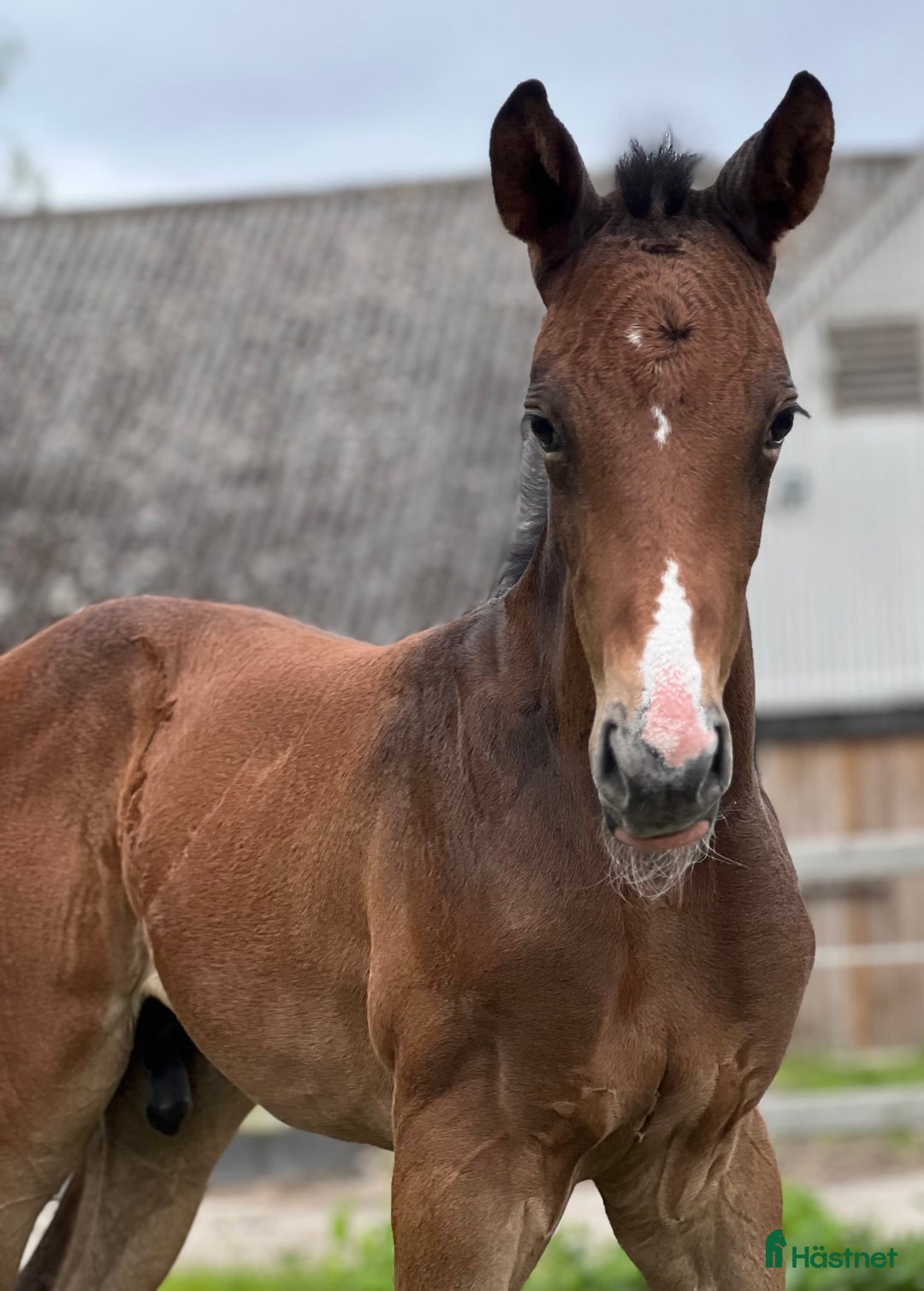 Hoppning hästar till salu: Lovande unghäst! SÅLD - Annons 5