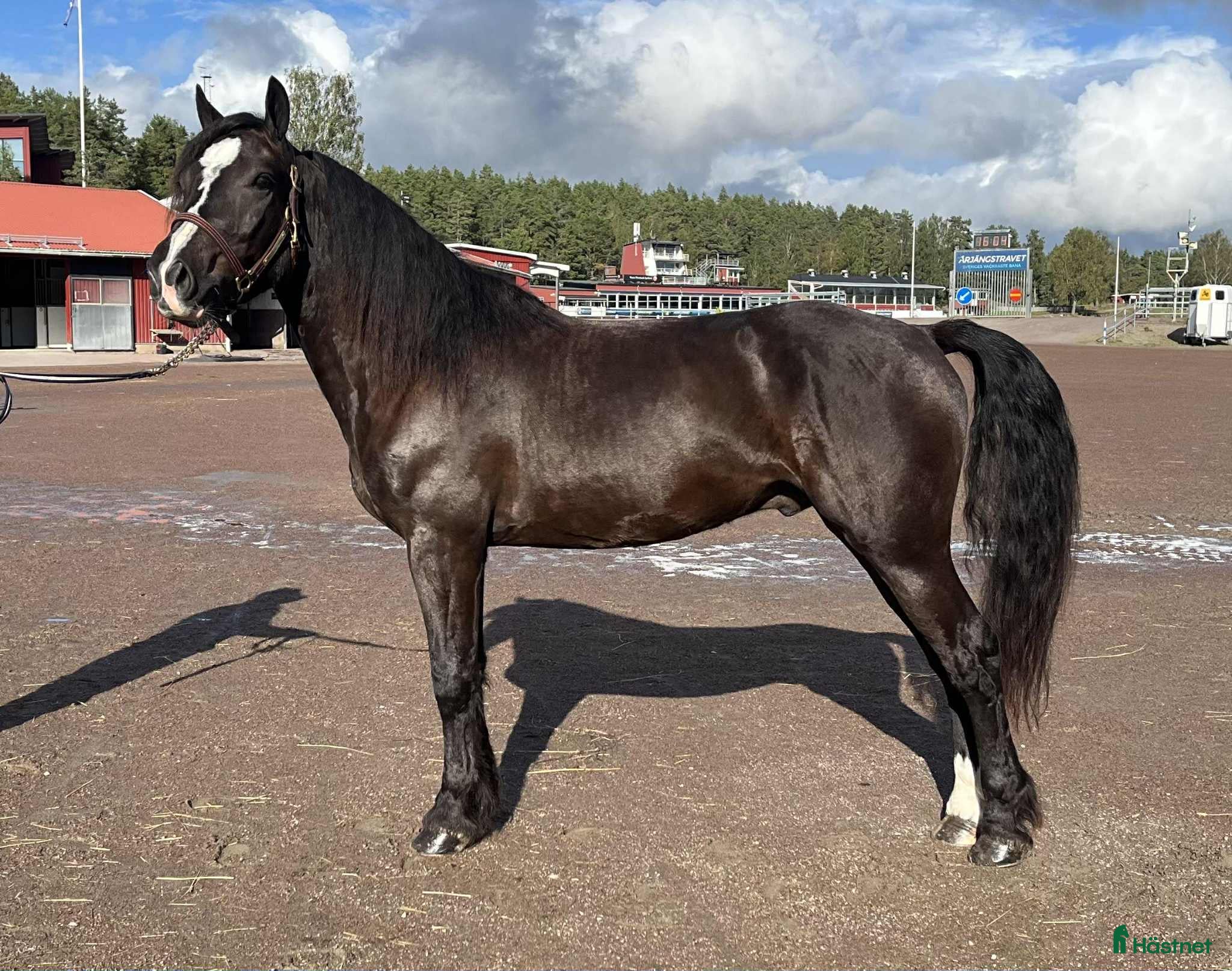  hästar Välstammad 3 åring i Sundsvall - Annons 8