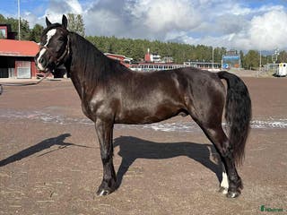 hästar Välstammad 3 åring - Annons 6