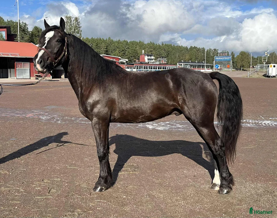 Trav hästar till salu: Välstammad 3 åring - Annons 1