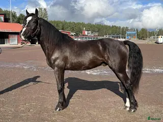 hästar Välstammad 3 åring - Annons 12