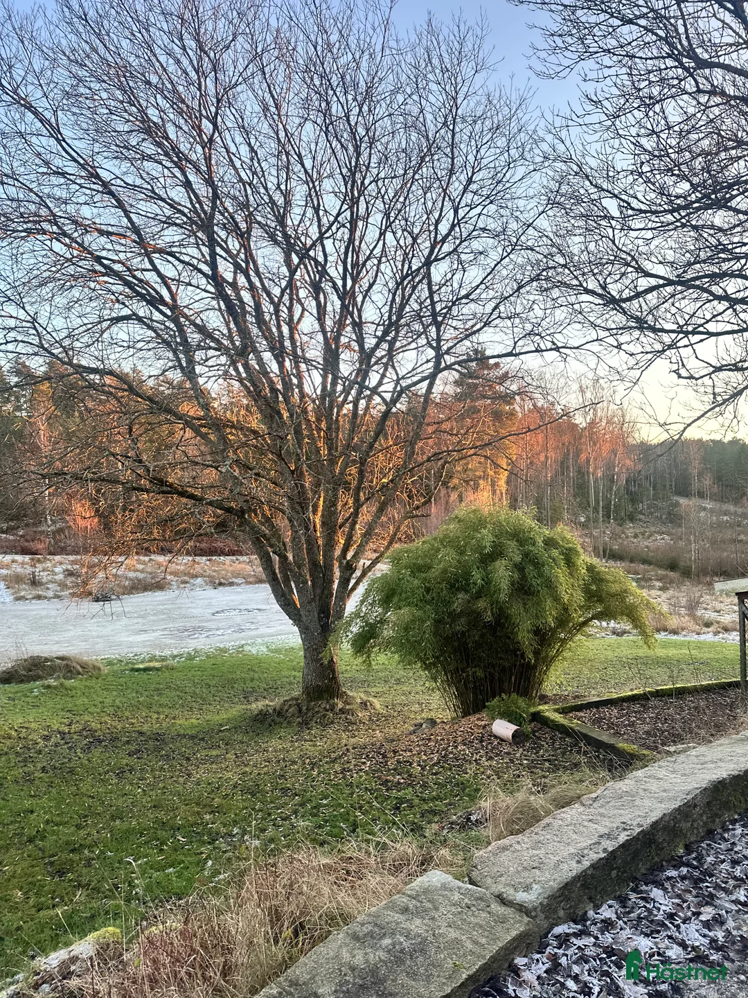 Allround hästar sökes: Hest ønskes kjøpt! i Strömstad - Annons 2