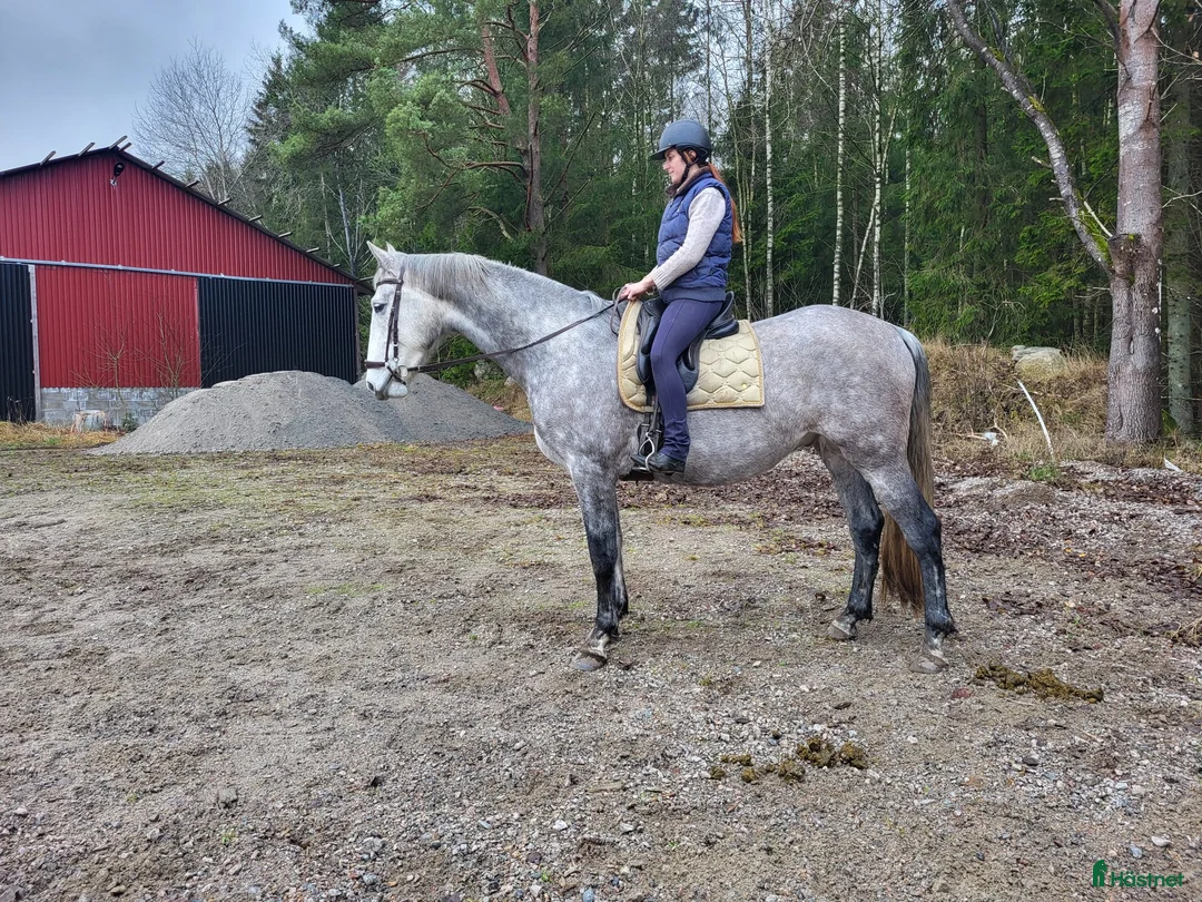 Dressyr hästar till salu: Mycket snäll och lovande valack - Annons 2