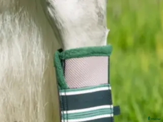 Övrig Hästutrustning hästutrustning Rambo flyboots - Annons 7