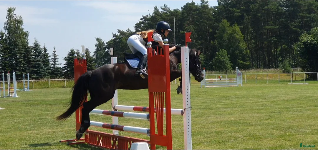 Hoppning hästar till salu: Ponny med härlig personlighet söker ny bästa vän i Malmö - Annons 15