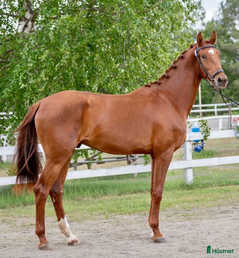  hästar Snygg 5-åring!  i Åsele - Annons 15