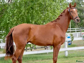 hästar Snygg 5-åring! i Åsele - Annons 15