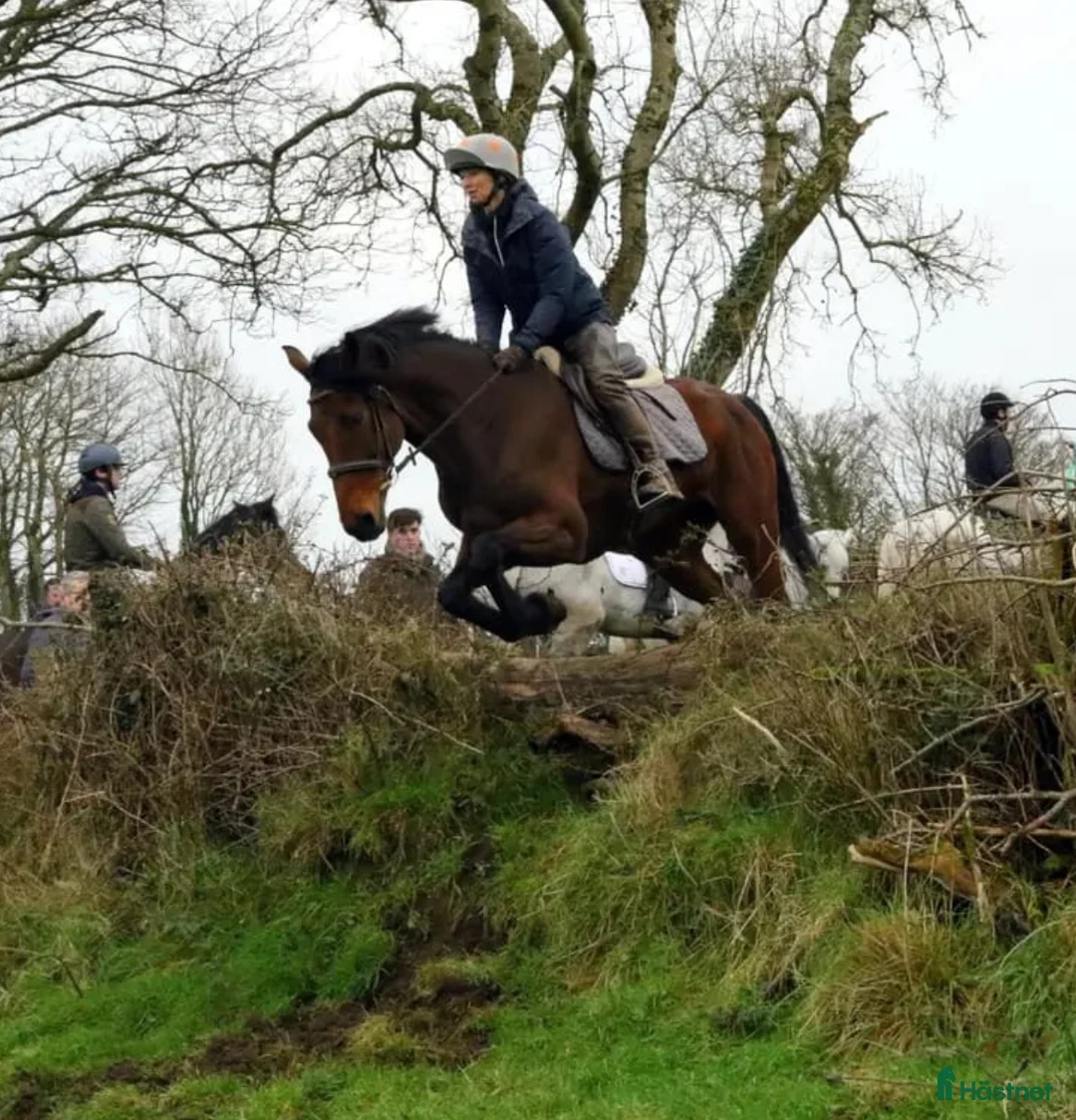 Allround hästar till salu: 9yr old Irish Sport Horse all rounder - Annons 6