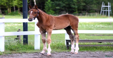  hästar i Sorunda - Annons 9