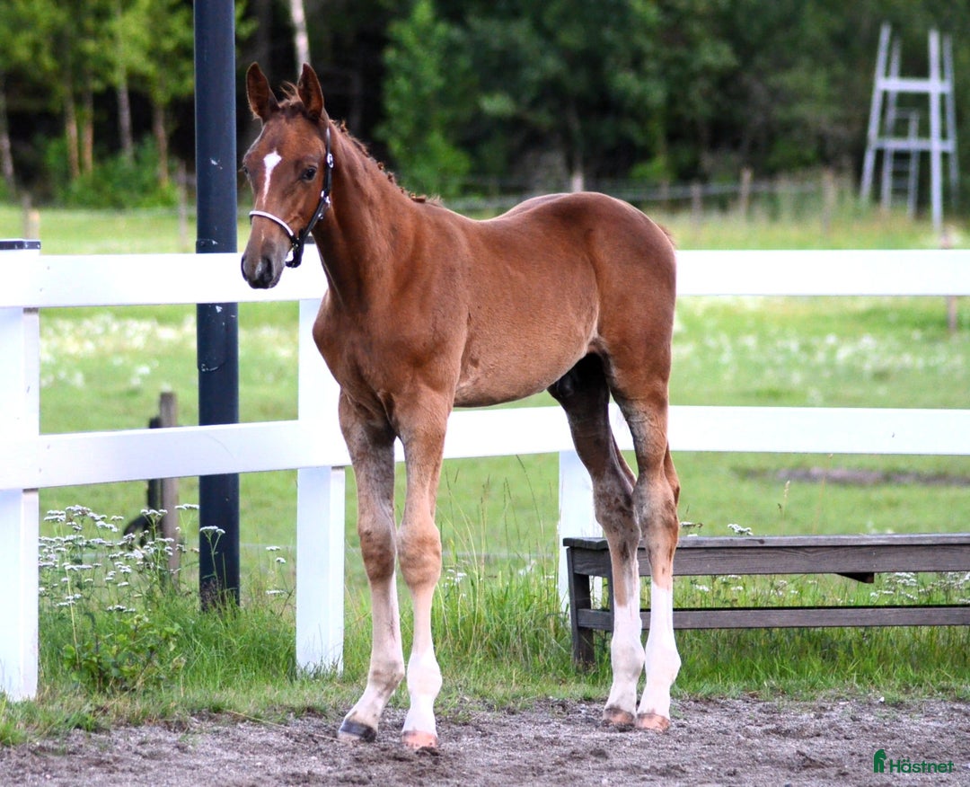 Hoppning hästar till salu: Hingstföl E Kathmandu ES Z i Sorunda - Annons 2