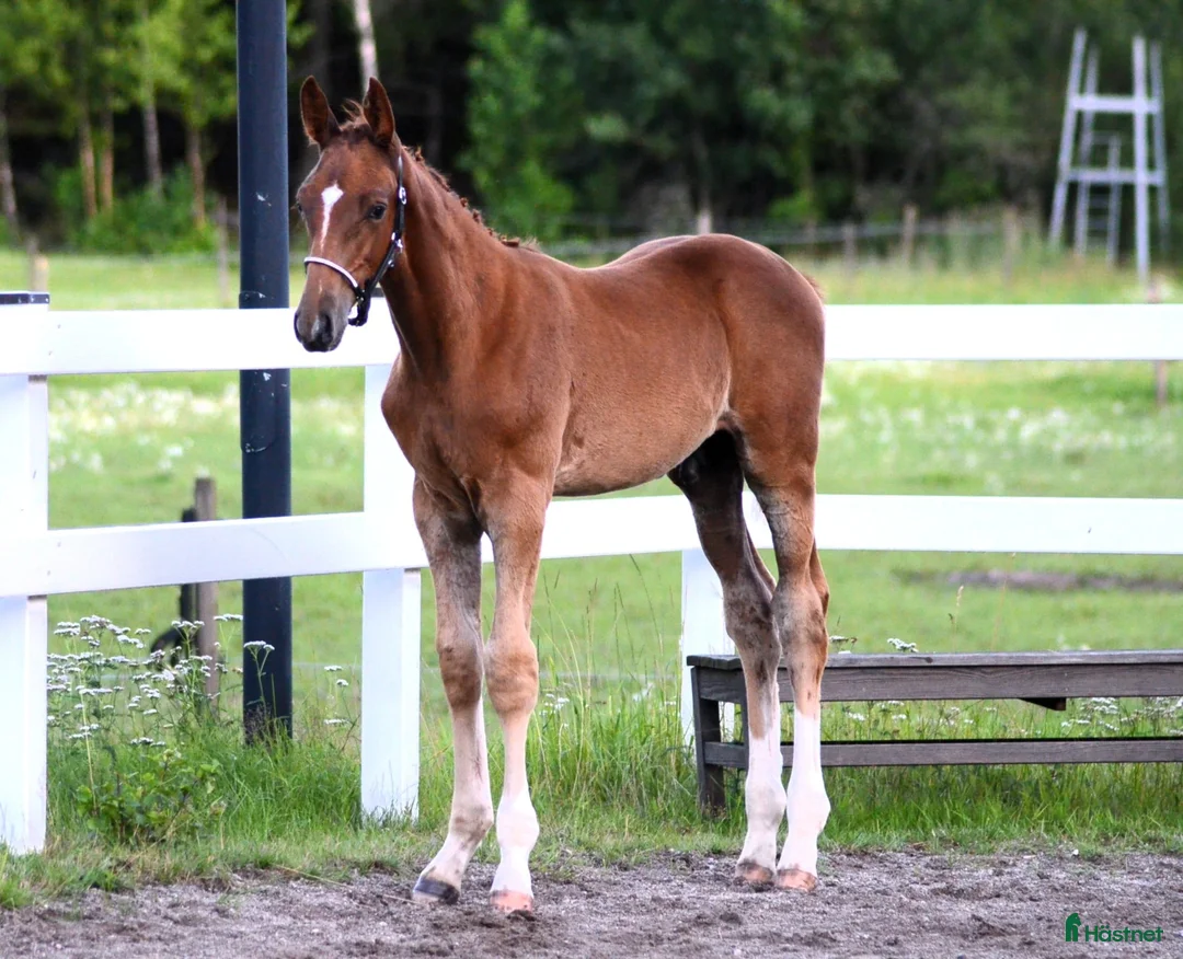 Hoppning hästar till salu: Hingstföl E Kathmandu ES Z i Sorunda - Annons 2