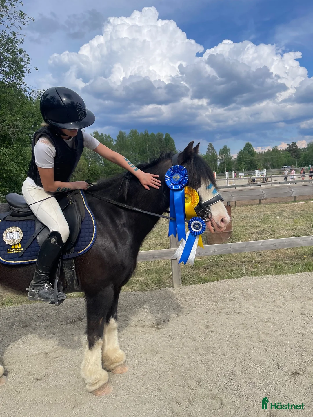 Allround hästar till salu: Diego - läromästare och tävlingsponny! i Bispgården - Annons 1