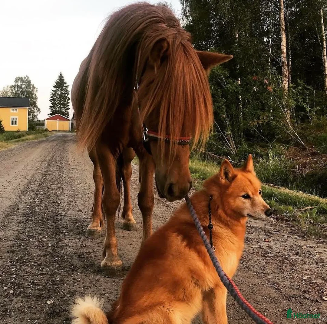 Island hästar till salu: Roði frá Stokkseyri - Annons 2