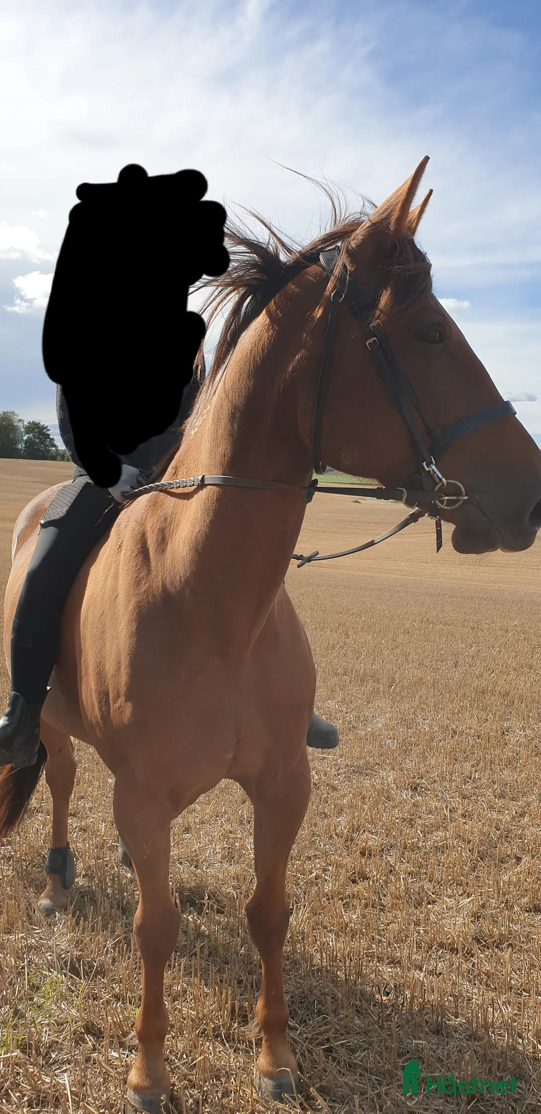 Allround hästar till salu: Till salu alternativt lämnas ut på foder i Skurup - Annons 3