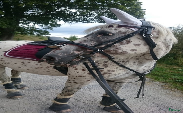  medryttarhäst finnes i Södertälje - Annons 8
