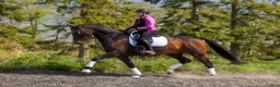 Dressyr hästar till salu: Dressyrvalack - Annons 1