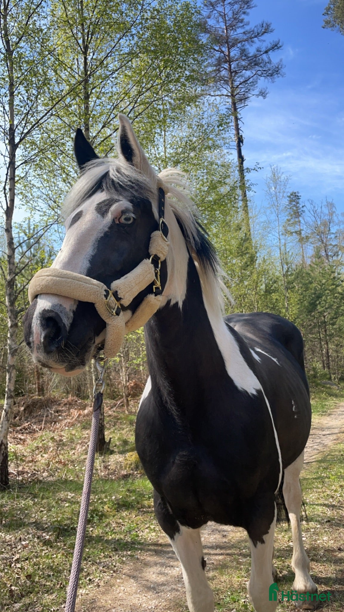  hästar 💗Puzzle💗 - Annons 1