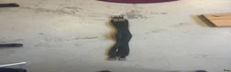 Sadeltillbehör hästutrustning till salu: Sadelgjord 100cm - Annons 1